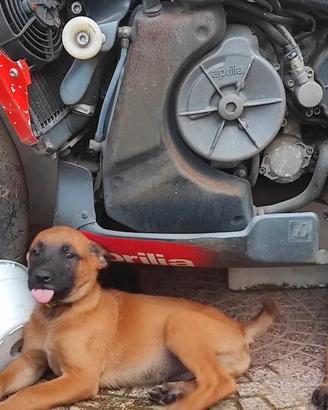 Pastori belga malinois