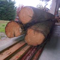 Travi di castagno centenari