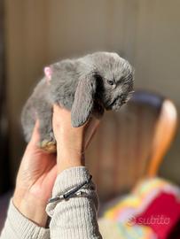 Coniglietti mini lop