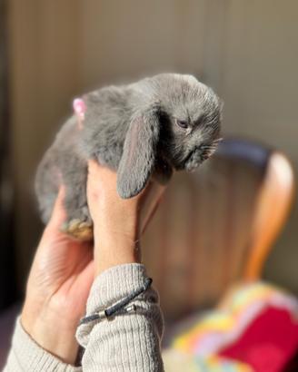 Coniglietti mini lop