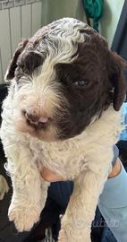 Cuccioli Lagotto Romagnolo