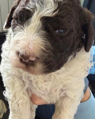 Cuccioli Lagotto Romagnolo