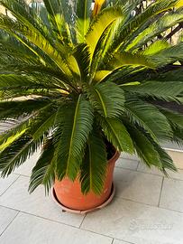 Palma perfetta da terrazzo o giardino