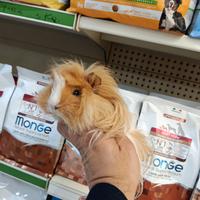 Cavie peruviane porcellini india