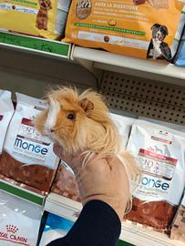 Cavie peruviane porcellini india