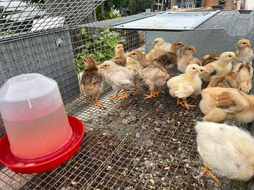 Pulcini galline ovaiole