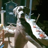 Weimaraner per monta