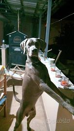 Weimaraner per monta