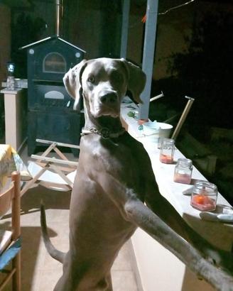Weimaraner per monta