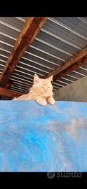Gattini