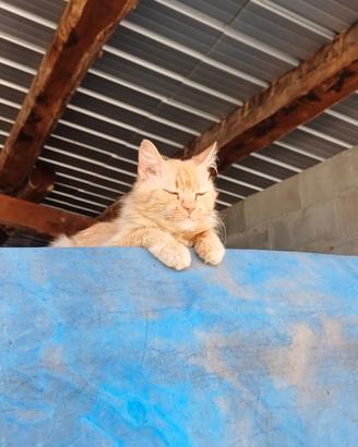 Gattini