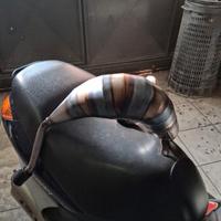 scarico completo giannelli am6