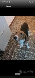 Cane Beagle maschio