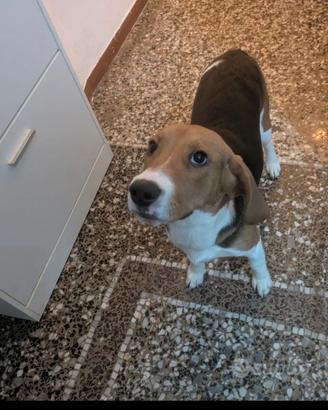Cane Beagle maschio