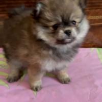 Spiz nano tedesco Pomerania