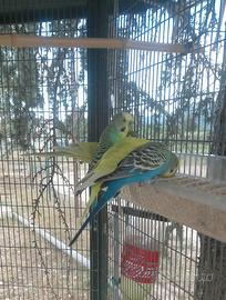 Pappagalli cocorite