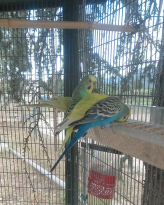 Pappagalli cocorite