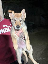 Lupo cecloslovacco