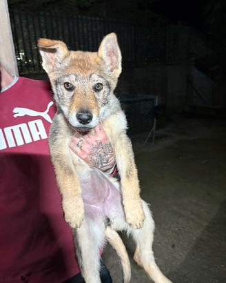 Lupo cecloslovacco
