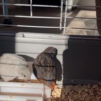 Quaglie cinesi