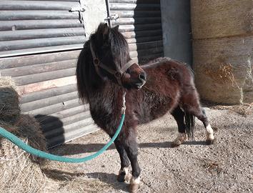 Pony 7 anni, 110 cm al garrese