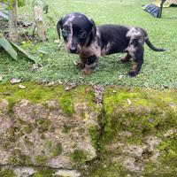 Femmina di bassotto nano