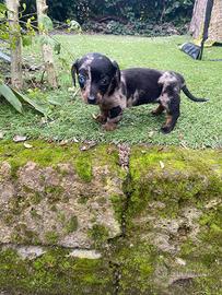 Femmina di bassotto nano