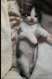 Gattino piccino