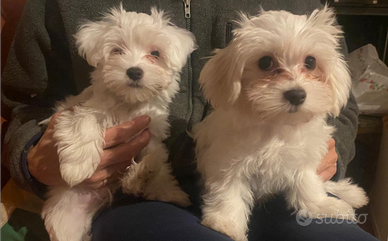 Cuccioli di Maltese