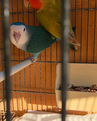 Coppia Pappagalli inseparabili
