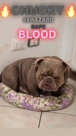 American bully micro