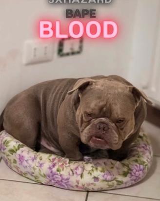 American bully micro