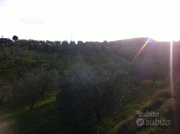 Uliveta - terreno agricolo