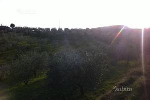 Uliveta - terreno agricolo