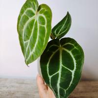 Anthurium Crystallinum