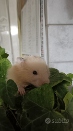 Criceti dorati a pelo lungo