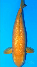 Carpa koi karashigoi ginrin