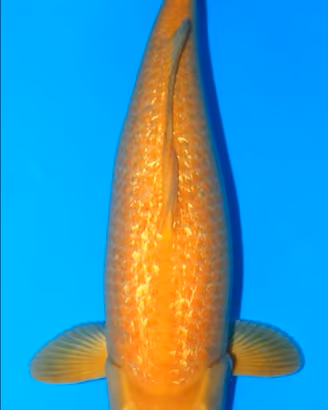 Carpa koi karashigoi ginrin