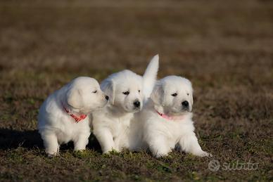 Golden retriever di alta genealogia