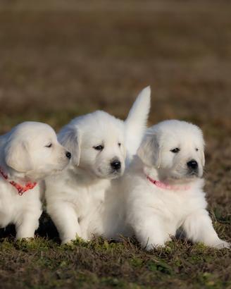 Golden retriever di alta genealogia