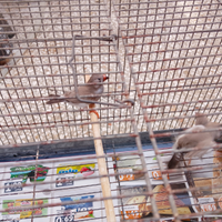 Diamantini ancastrali