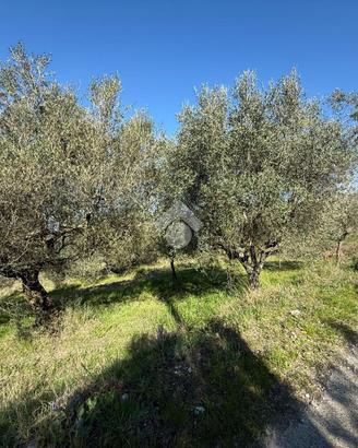 TER. AGRICOLO A FRASSO TELESINO