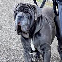 Mastino napoletano