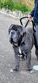 Mastino napoletano