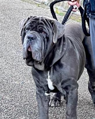 Mastino napoletano