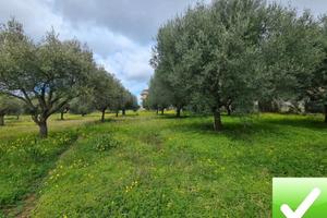 Terreno Agricolo Piantumato Campo Calabro 3.000 Mq