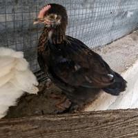 Pulcinotto marans nero ramato