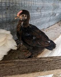 Pulcinotto marans nero ramato