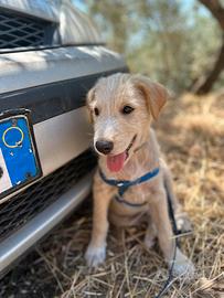 Adozione centro nord