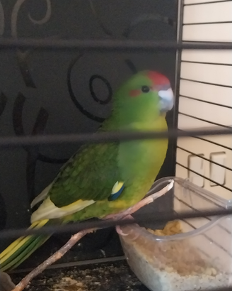 Pappagallo kakariky 2 mesi